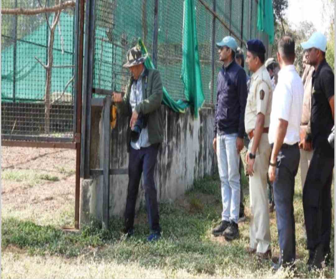 ताडोबा-अंधारीत जटायू संवर्धन प्रकल्पांतर्गत पाच गिधाडे निसर्गात मुक्त